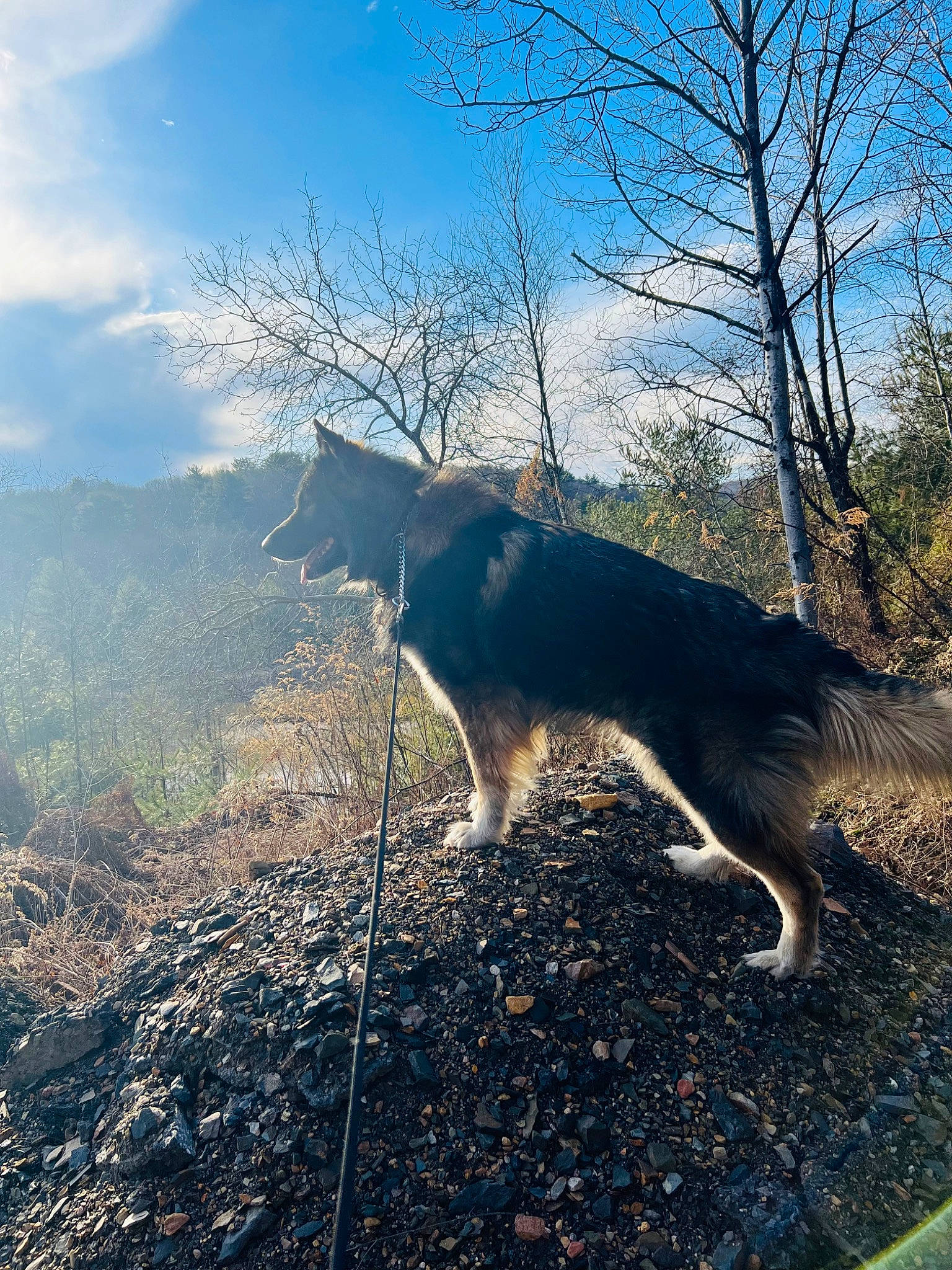 Arlo joined the competition — help win amazing prizes! carnivore, cloud, dog_breed, felidae, grass, landscape, meteorological_phenomenon, natural_landscape, plant, road_surface, rock, sky, small_to_medium_sized_cats, sporting_group, tail, tints_and_shades, tree, trunk, twig, wood