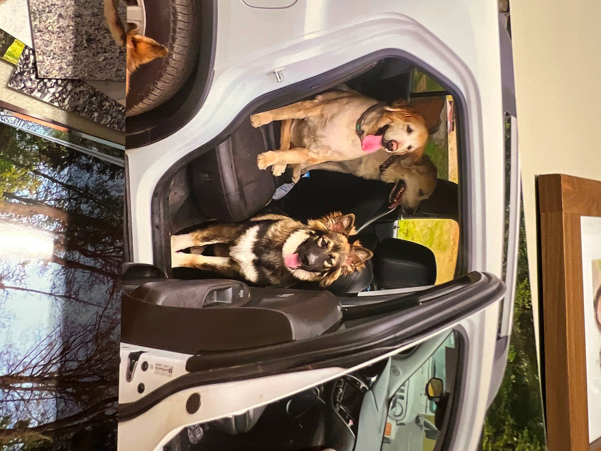 Arlo is registered to the contest to win money with this photo: auto_part, automotive_design, automotive_exterior, bumper, canidae, carnivore, companion_dog, dog, dog_breed, dog_supply, eyewear, family_car, machine, motor_vehicle, picture_frame, sporting_group, transport, trunk, vehicle, vehicle_door