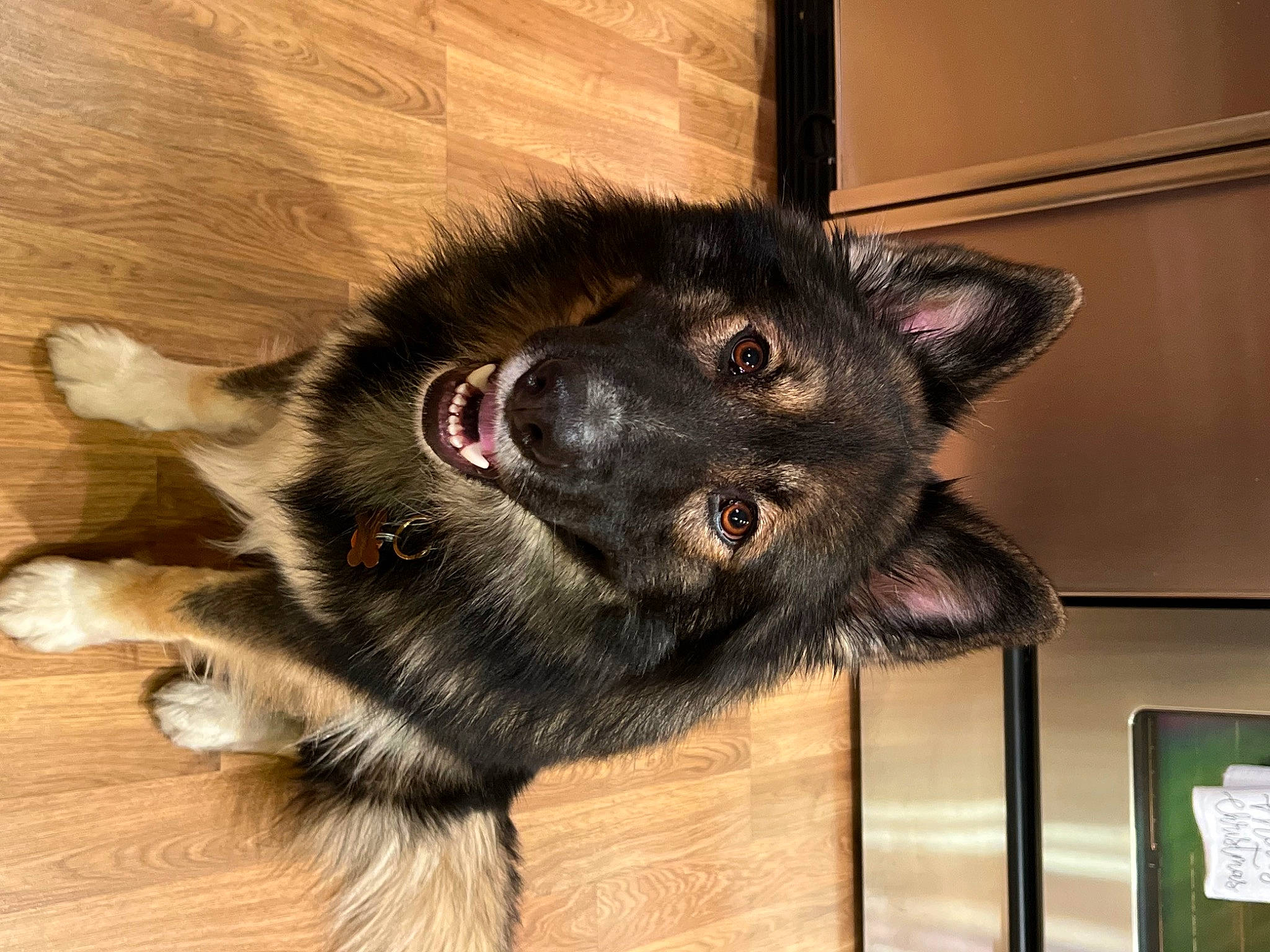 Arlo joined the competition — help win amazing prizes! canidae, carnivore, claw, companion_dog, dog, dog_breed, ear, felidae, flooring, foot, fur, hardwood, paw, small_to_medium_sized_cats, snout, sporting_group, tail, whiskers, wood, working_animal