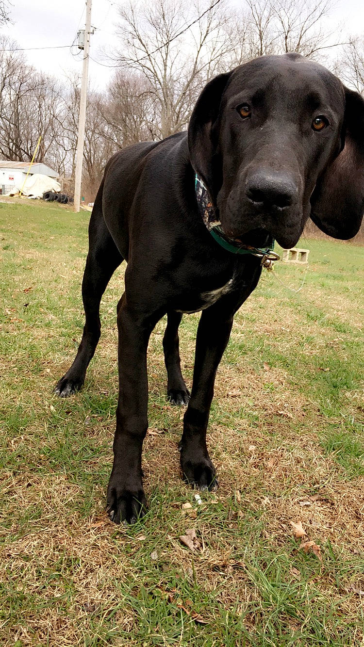 Winston Hayse is registered to the contest to win money with this photo: borador, canidae, carnivore, collar, companion_dog, dog, dog_breed, dog_collar, liver, pasture, pet_supply, snout, sporting_group, tail, terrestrial_animal, working_animal, working_dog