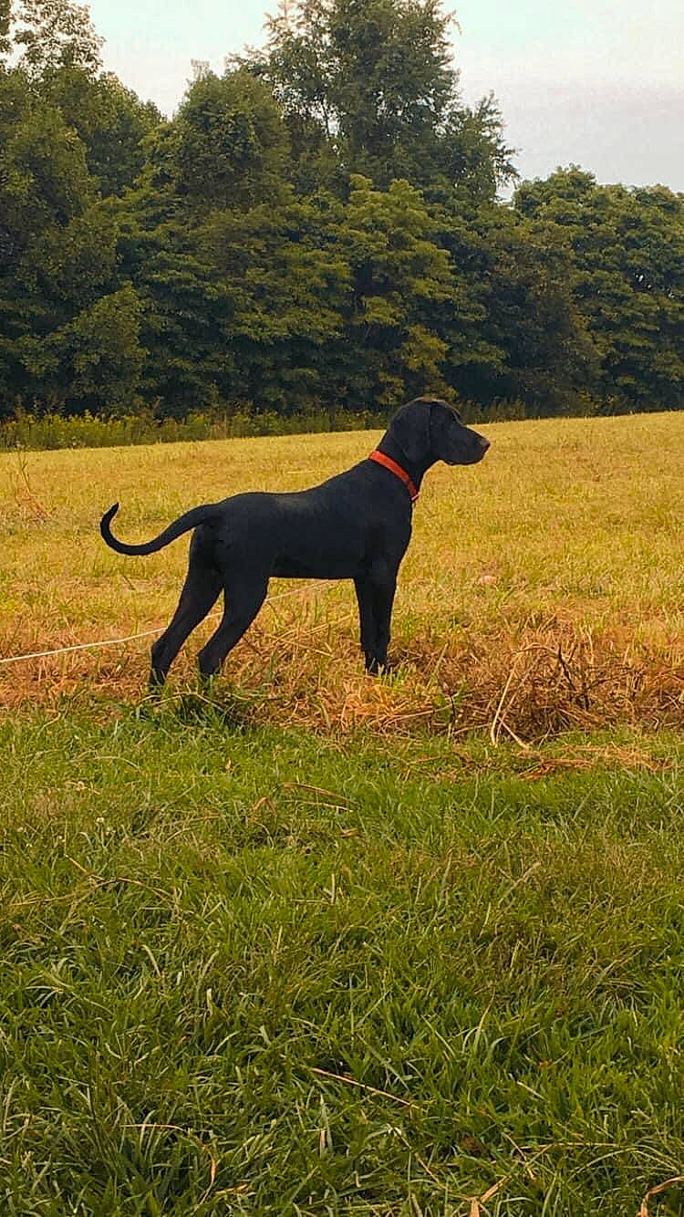 Winston Hayse joined the competition — help win amazing prizes! canidae, carnivore, collar, companion_dog, dog, dog_breed, dog_collar, field, grassland, gun_dog, hunting_dog, liver, mammal, meadow, pointing_breed, prairie, snout, sporting_group, tail, working_animal