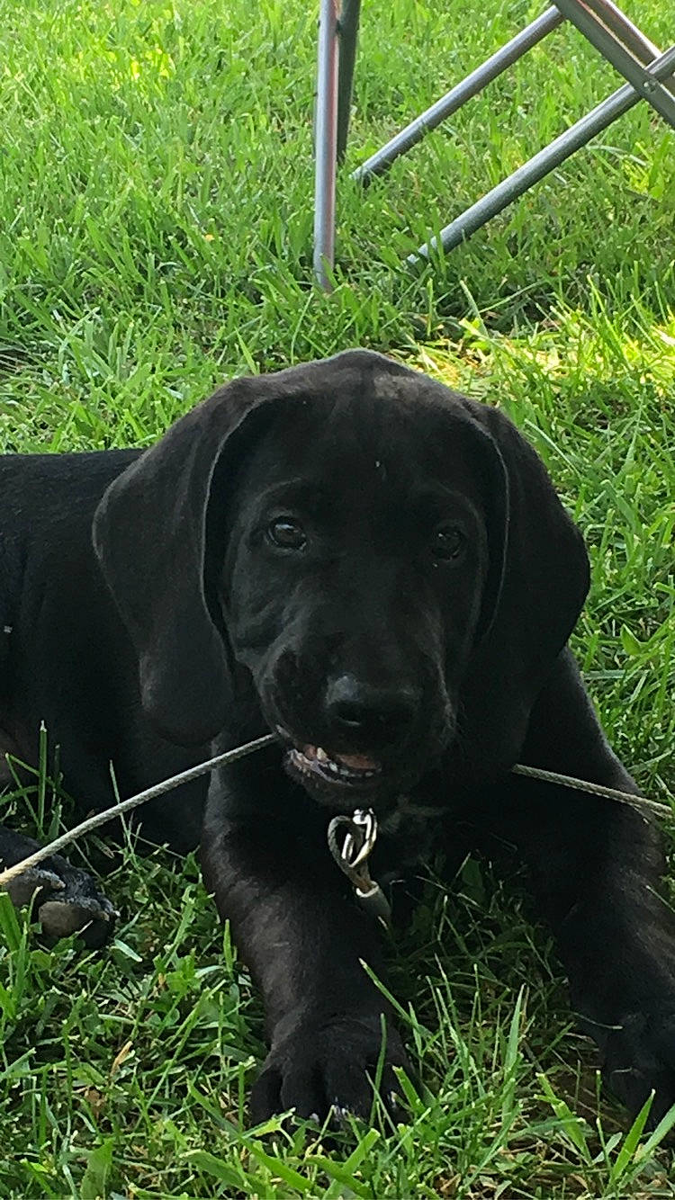 Winston Hayse joined the competition — help win amazing prizes! borador, canidae, carnivore, collar, companion_dog, dog, dog_breed, dog_collar, field, grass, grass_family, gun_dog, labrador_retriever, mammal, pasture, prairie, retriever, snout, sporting_group, working_animal