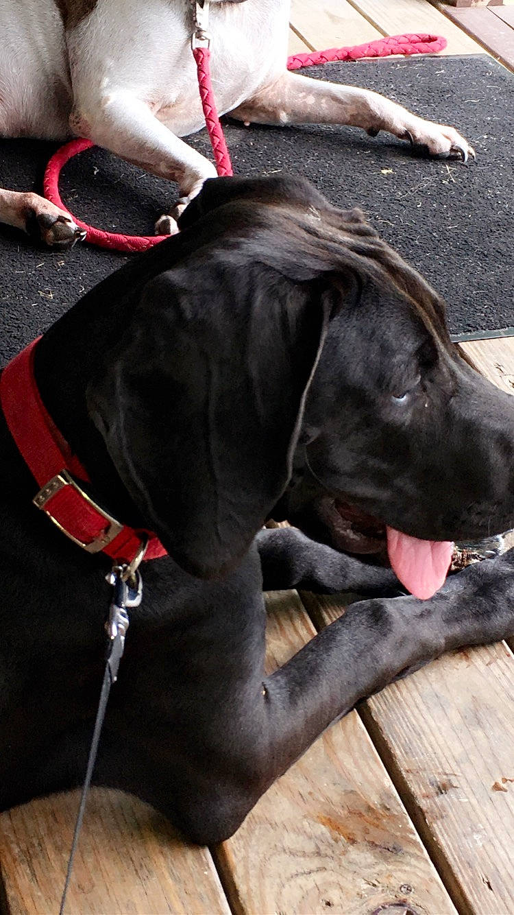 Winston Hayse is registered to the contest to win money with this photo: bracelet, canidae, carnivore, collar, companion_dog, dog, dog_breed, dog_collar, dog_supply, fawn, hunting_dog, leash, liver, mammal, pet_supply, snout, sporting_group, strap, vertebrate, working_animal