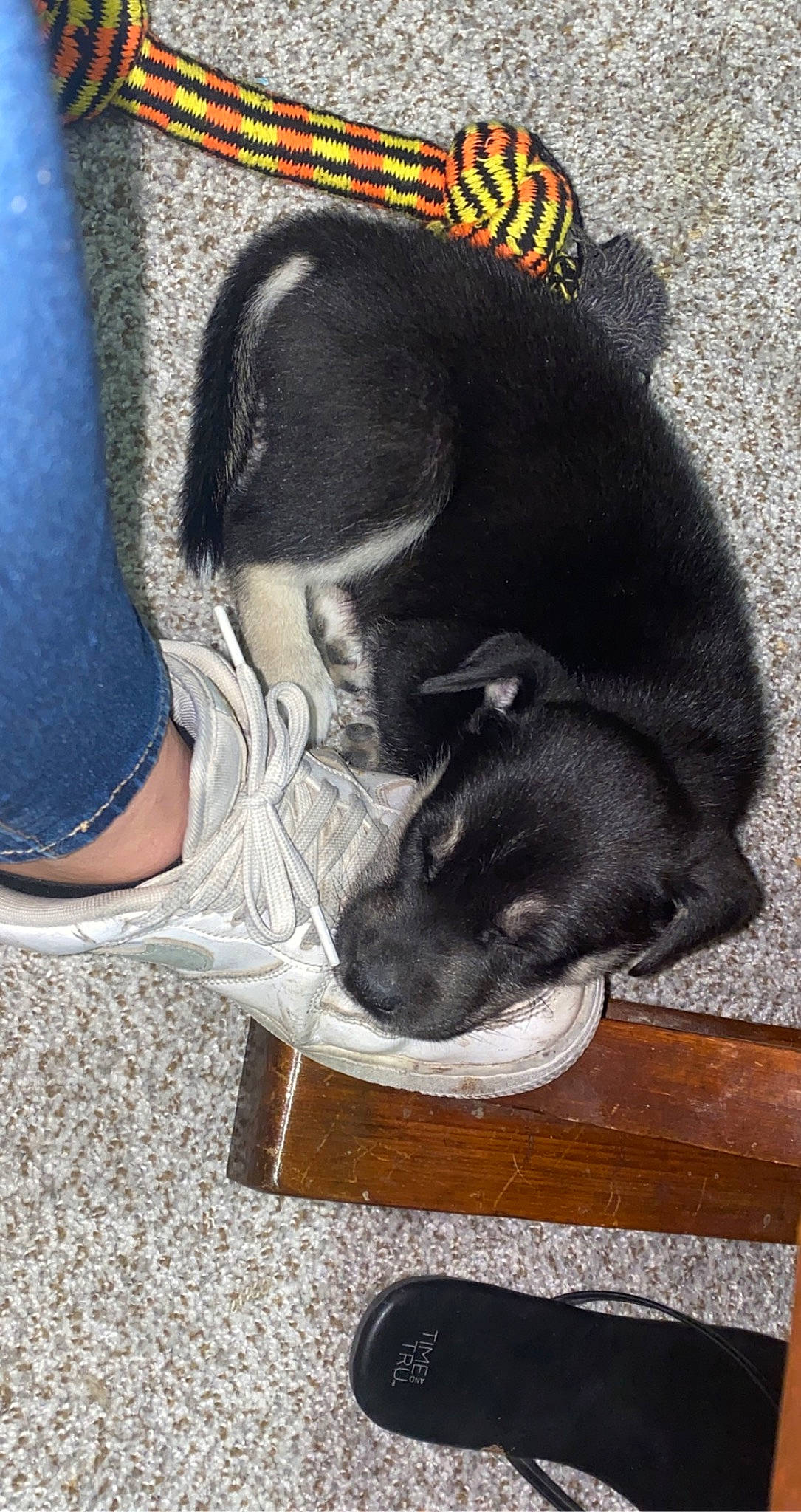 Buster joined the competition — help win amazing prizes! black_cat, canidae, carnivore, comfort, companion_dog, dog, dog_breed, fashion_accessory, felidae, foot, fur, human_leg, nap, sitting, small_to_medium_sized_cats, snout, sporting_group, tail, terrestrial_animal, whiskers