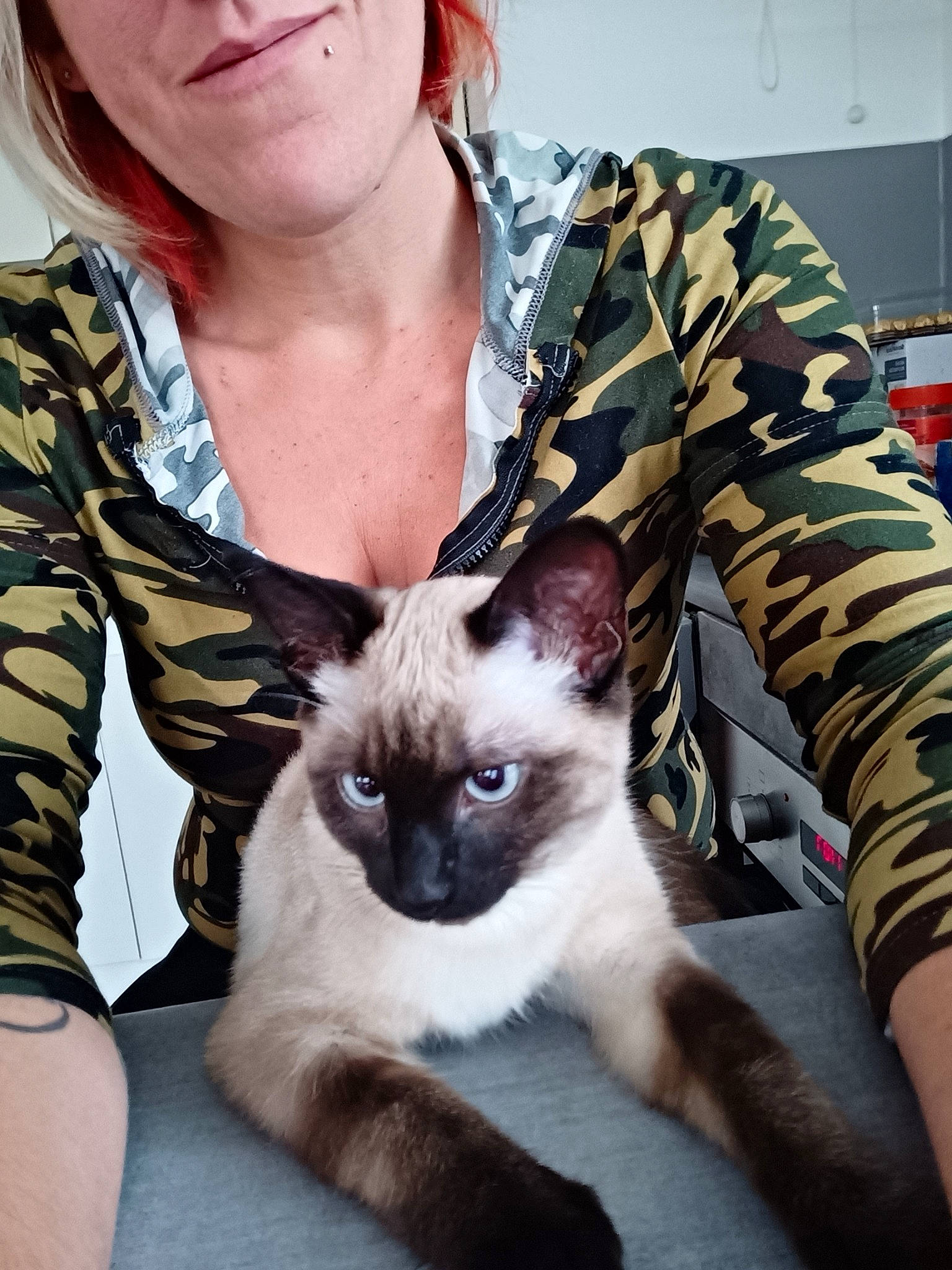 Angel participe au concours pour gagner de l'argent avec cette photo : balinese, carnivore, cat, domestic_short_haired_cat, fawn, felidae, fur, human_leg, jewellery, necklace, organ, plant, siamese, sitting, small_to_medium_sized_cats, smile, snout, thai, tonkinese, whiskers