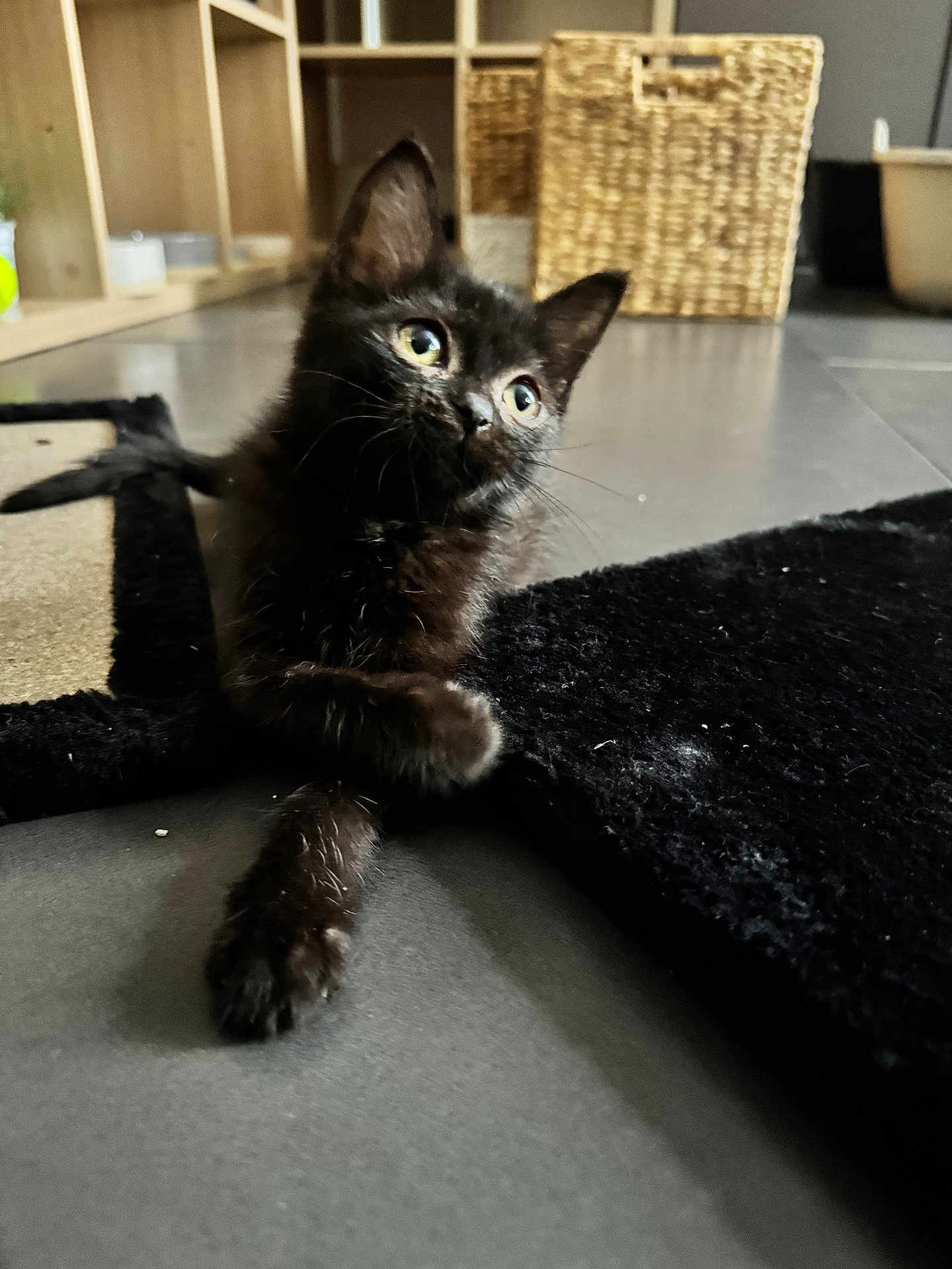 Lunna participe au concours pour gagner de l'argent avec cette photo : black_kitten, cat, indoor, floor, rug, basket, curious, pet, animal, feline, young, looking_up, whiskers, ears, tail, sitting, home, cozy, tile_floor, soft_light