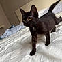 black_kitten, cat, bed, white_bedspread, indoor, pet, curious, fur, small, animal, playful, young, whiskers, ears, tail, walking, feline, cute, soft_light, cozy