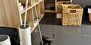 Lunna a rejoint le concours — aidez-le/la à gagner de superbes lots ! kitten, black_cat, toy_mouse, scratching_post, indoor, floor, tile_floor, shelves, wooden_shelves, basket, woven_basket, pet_toy, curious, playful, cat, animal, feline, pet, home, room