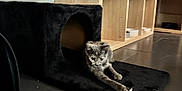 Lunna a rejoint le concours — aidez-le/la à gagner de superbes lots ! animal, black_cat_house, cat, cubby, curious, domestic, feline, floor_tiles, fur, home, indoor, kitten, paw, pet, pet_toy, playful, small_animal, stretching, toy_mouse, wooden_shelves
