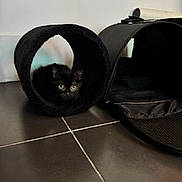 Lunna a rejoint le concours — aidez-le/la à gagner de superbes lots ! animal, animal_face, black_fur, black_kitten, cat, cozy, curious, cute, domestic, feline, floor_tiles, green_eyes, home, indoor, pet_accessory, pet_carrier, pet_tunnel, quiet, resting, small