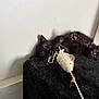 black_kitten, cat, toy_mouse, playful, curious, paw, wide_eyes, lying_down, indoor, black_surface, white_wall, feline, pet, animal, soft_toy, furry, small, cute, resting, kitten_play