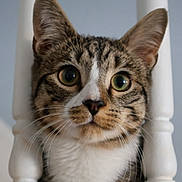 Leo joined the competition — help win amazing prizes! cat, tabby, pet, whiskers, close_up, portrait, green_eyes, ears, nose, fur, indoor, banister, white_spindle, wooden_spindle, curious, shallow_depth_of_field, domestic_animal, feline, face, cute