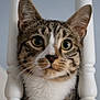 cat, tabby, pet, whiskers, close_up, portrait, green_eyes, ears, nose, fur, indoor, banister, white_spindle, wooden_spindle, curious, shallow_depth_of_field, domestic_animal, feline, face, cute