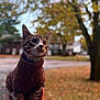 Leo is registered to the contest to win money with this photo: cat, tabby_cat, feline, sweater, cozy, whiskers, collar, hand_holding, portrait, outdoor, autumn, fall_leaves, bokeh, shallow_depth_of_field, blurred_background, side_profile, cute, pet, street, grass