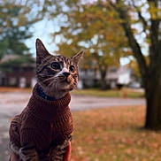 Leo joined the competition — help win amazing prizes! cat, tabby_cat, feline, sweater, cozy, whiskers, collar, hand_holding, portrait, outdoor, autumn, fall_leaves, bokeh, shallow_depth_of_field, blurred_background, side_profile, cute, pet, street, grass