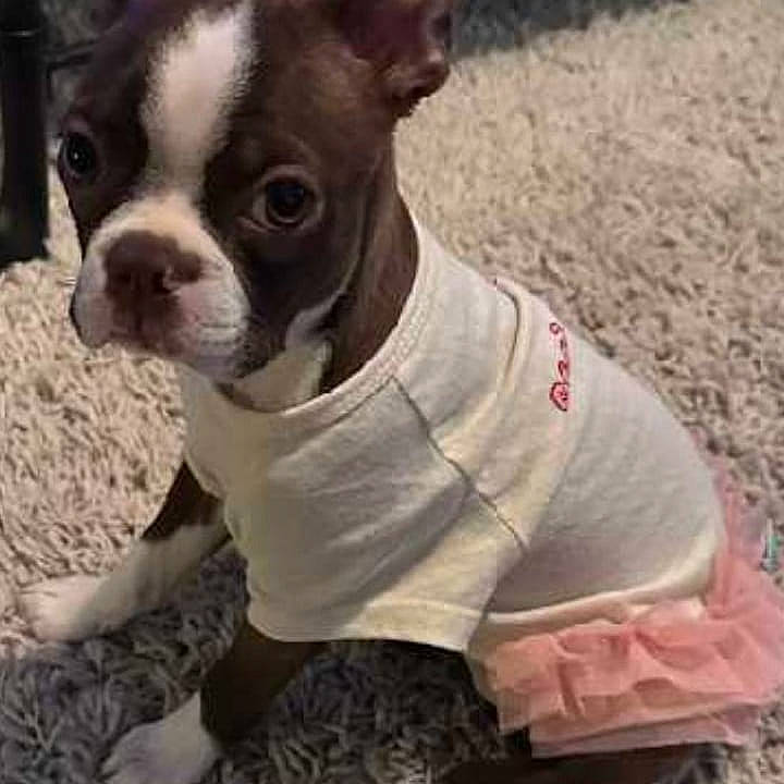 Chata joined the competition — help win amazing prizes! boston_terrier, canidae, carnivore, collar, companion_dog, dog, dog_breed, dog_clothes, dog_collar, dog_supply, fawn, french_bulldog, fur, pet_supply, snout, sporting_group, terrestrial_animal, toy_dog, whiskers, working_animal