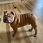 Mayhem joined the competition — help win amazing prizes! bulldog, dog, pet, indoor, wooden_floor, collar, animal, canine, standing, brown, wrinkles, ears, paws, floor, door, light, shadow, curious, muscular, domestic