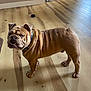 bulldog, dog, pet, indoor, wooden_floor, collar, animal, canine, standing, brown, wrinkles, ears, paws, floor, door, light, shadow, curious, muscular, domestic