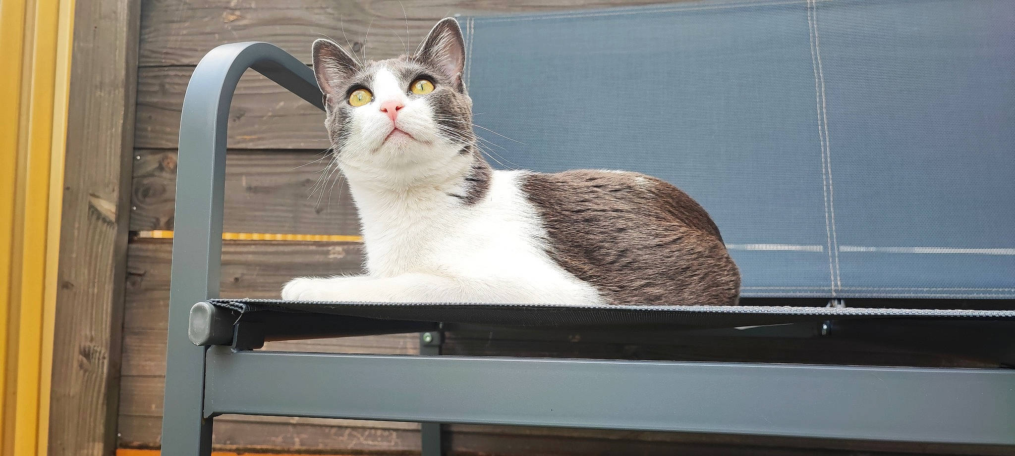 Jumper participe au concours pour gagner de l'argent avec cette photo : box, carnivore, cat, domestic_short_haired_cat, felidae, fur, metal, paw, pet_supply, rectangle, sitting, small_to_medium_sized_cats, snout, tail, whiskers, window, windshield