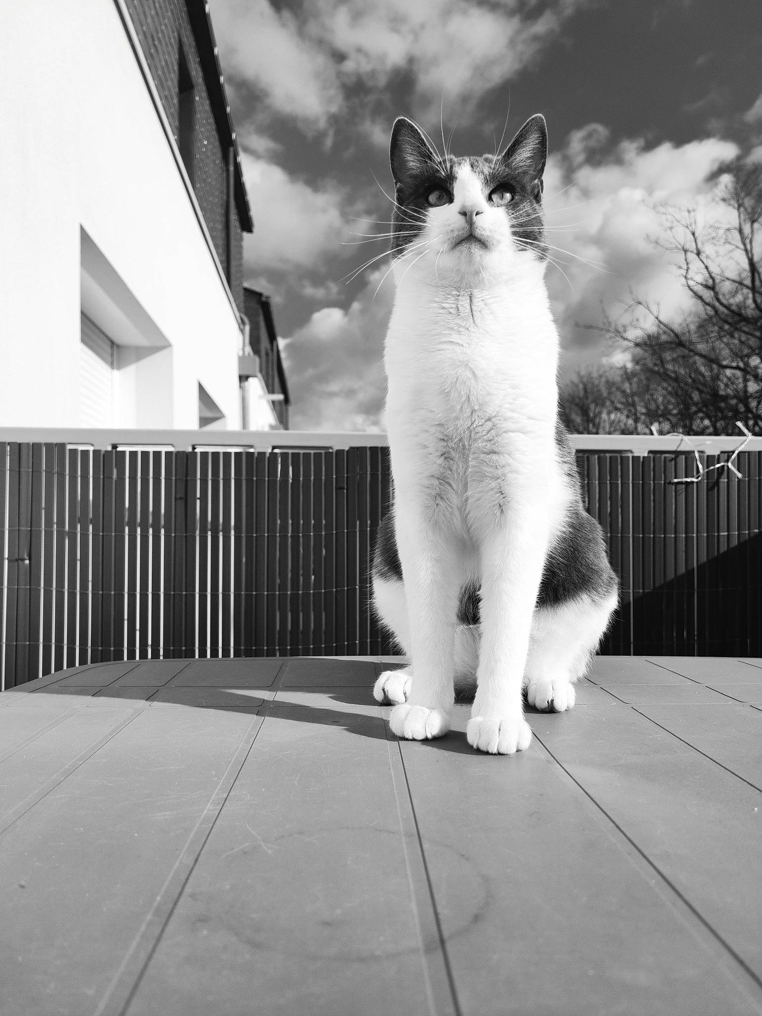 Jumper participe au concours pour gagner de l'argent avec cette photo : black_and_white, building, carnivore, cat, cloud, domestic_short_haired_cat, felidae, fence, fur, grey, human_leg, monochrome, monochrome_photography, sitting, sky, small_to_medium_sized_cats, snout, style, tail, whiskers