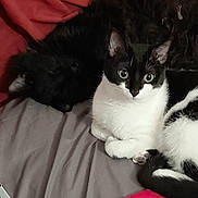 Precieuse a rejoint le concours — aidez-le/la à gagner de superbes lots ! cat, black_cat, black_and_white_cat, sleeping, alert, bed, blanket, sheet, indoor, pet, feline, fur, animal, resting, cozy, companion, cute, domestic, relaxing, two_cats