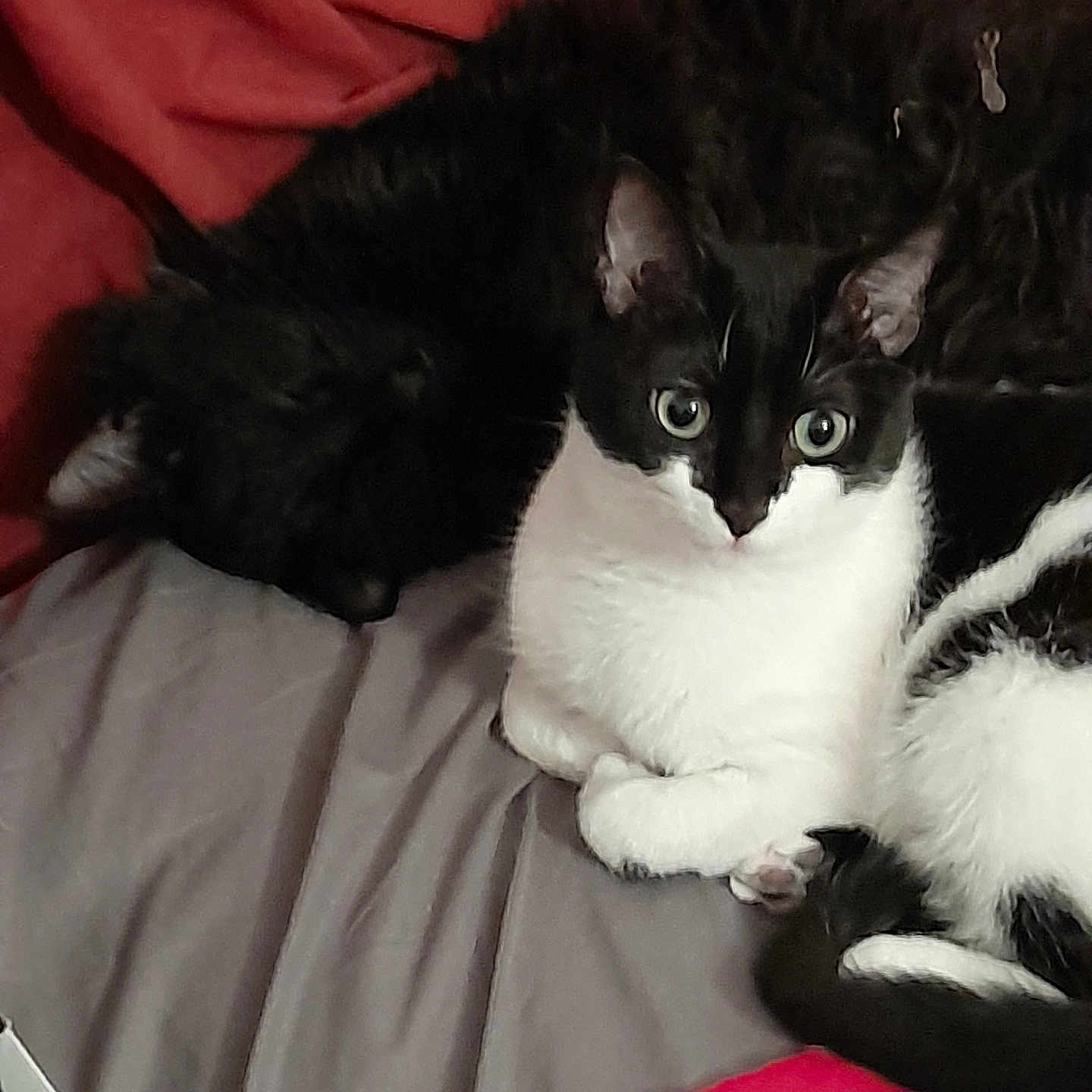 Precieuse a rejoint le concours — aidez-le/la à gagner de superbes lots ! alert, animal, bed, black_and_white_cat, black_cat, blanket, cat, companion, cozy, cute, domestic, feline, fur, indoor, pet, relaxing, resting, sheet, sleeping, two_cats