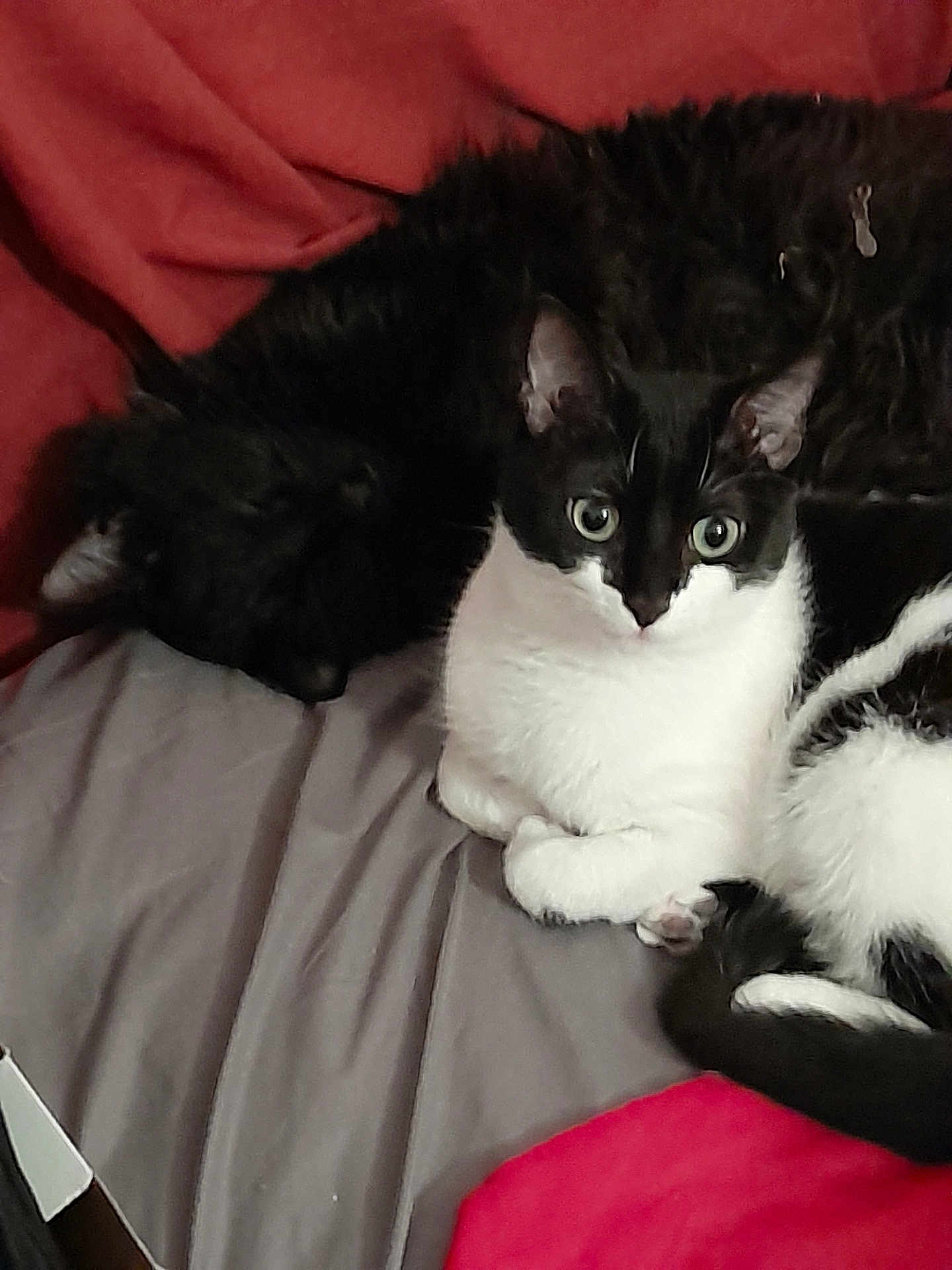 Precieuse a rejoint le concours — aidez-le/la à gagner de superbes lots ! cat, black_cat, black_and_white_cat, sleeping, alert, bed, blanket, sheet, indoor, pet, feline, fur, animal, resting, cozy, companion, cute, domestic, relaxing, two_cats