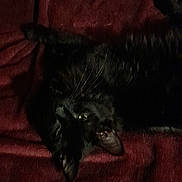 Furby a rejoint le concours — aidez-le/la à gagner de superbes lots ! black_cat, cat, pet, animal, fur, whiskers, ears, eyes, resting, lying_down, blanket, fabric, dark, shadow, cozy, indoor, feline, sleepy, quiet, soft