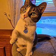 Harley is registered to the contest to win money with this photo: cat, pet, indoor, curious, green_eyes, collar, heart_tag, paw, cat_bed, window, curtains, snow, feline, domestic_cat, close_up, wooden_furniture, cozy, cute, whiskers, playful