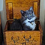 cat, gray_cat, white_fur, wooden_box, engraved_deer, carved_wood, indoor, curious, pet, feline, yellow_eyes, fluffy, sitting, collar, bell, fur, animal, domestic_cat, portrait, cozy