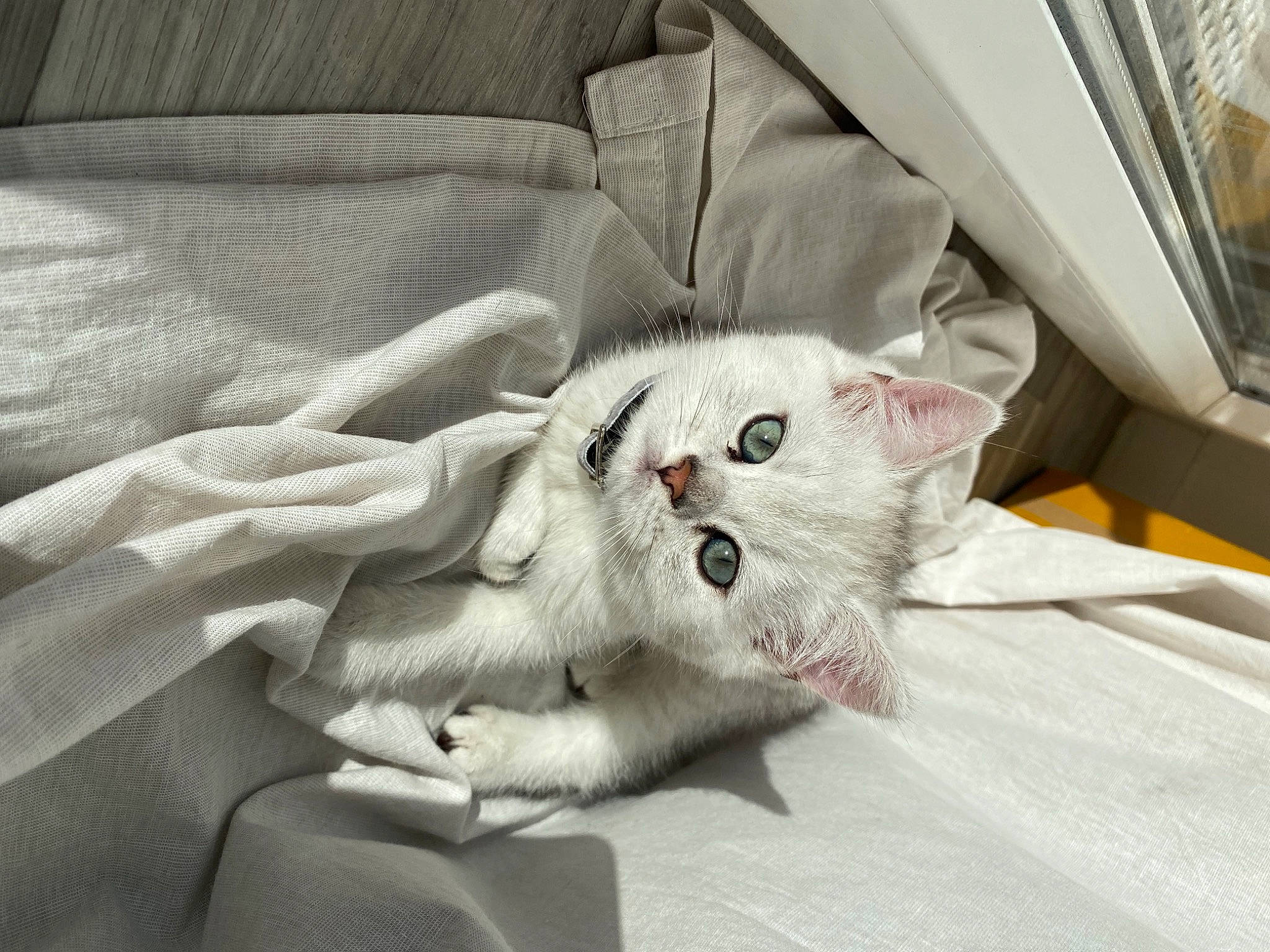 Roméo participe au concours pour gagner de l'argent avec cette photo : bed, blue, carnivore, cat, comfort, eye, felidae, green, head, kitten, mammal, nap, photograph, product, room, sleep, small_to_medium_sized_cats, textile, vertebrate, whiskers