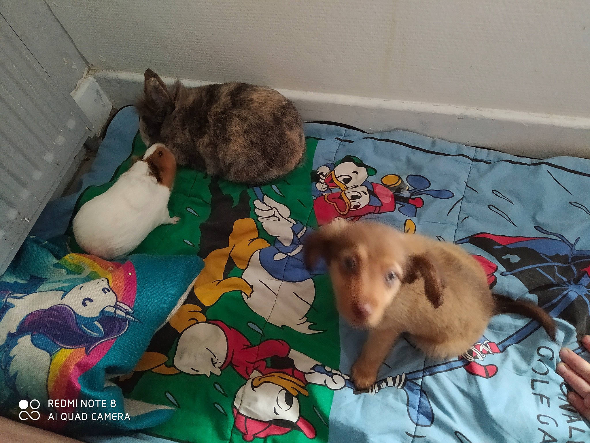 Sarah participe au concours pour gagner de l'argent avec cette photo : bed, canidae, carnivore, cat, companion_dog, dachshund, dog, dog_breed, felidae, linens, puppy, vizsla