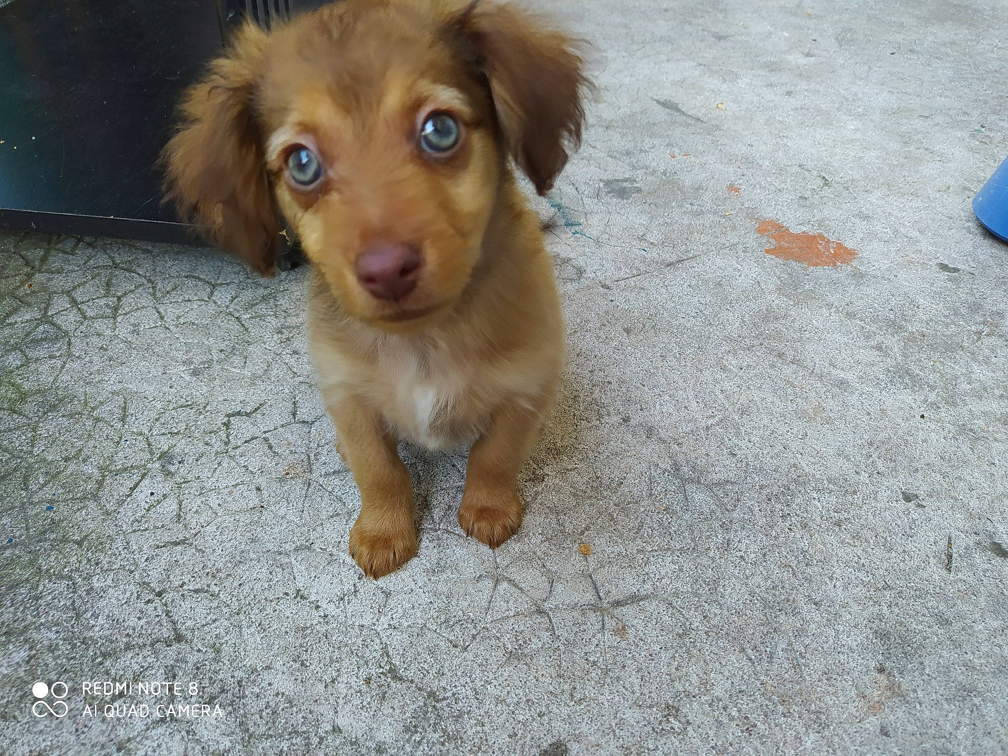 Sarah a rejoint le concours — aidez-le/la à gagner de superbes lots ! canidae, carnivore, companion_dog, dog, dog_breed, fawn, liver, mammal, nose, nova_scotia_duck_tolling_retriever, puppy, rare_breed_dog, small_greek_domestic_dog, snout, sporting_group, street_dog, vertebrate