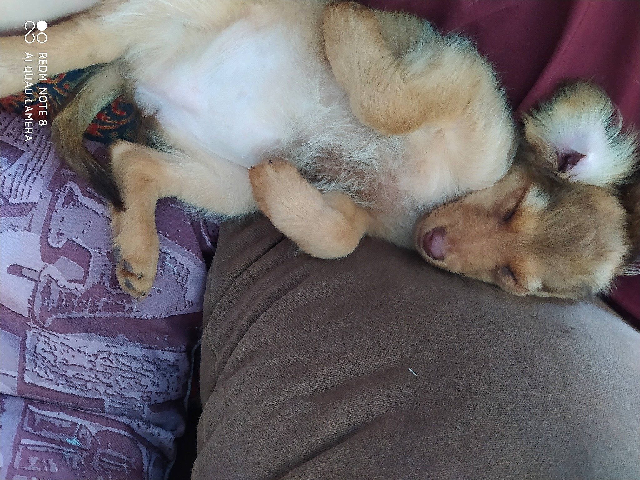 Sarah participe au concours pour gagner de l'argent avec cette photo : canidae, carnivore, companion_dog, dog, dog_breed, fawn, fur, nap, paw, pomeranian, puppy, puppy_love, tail