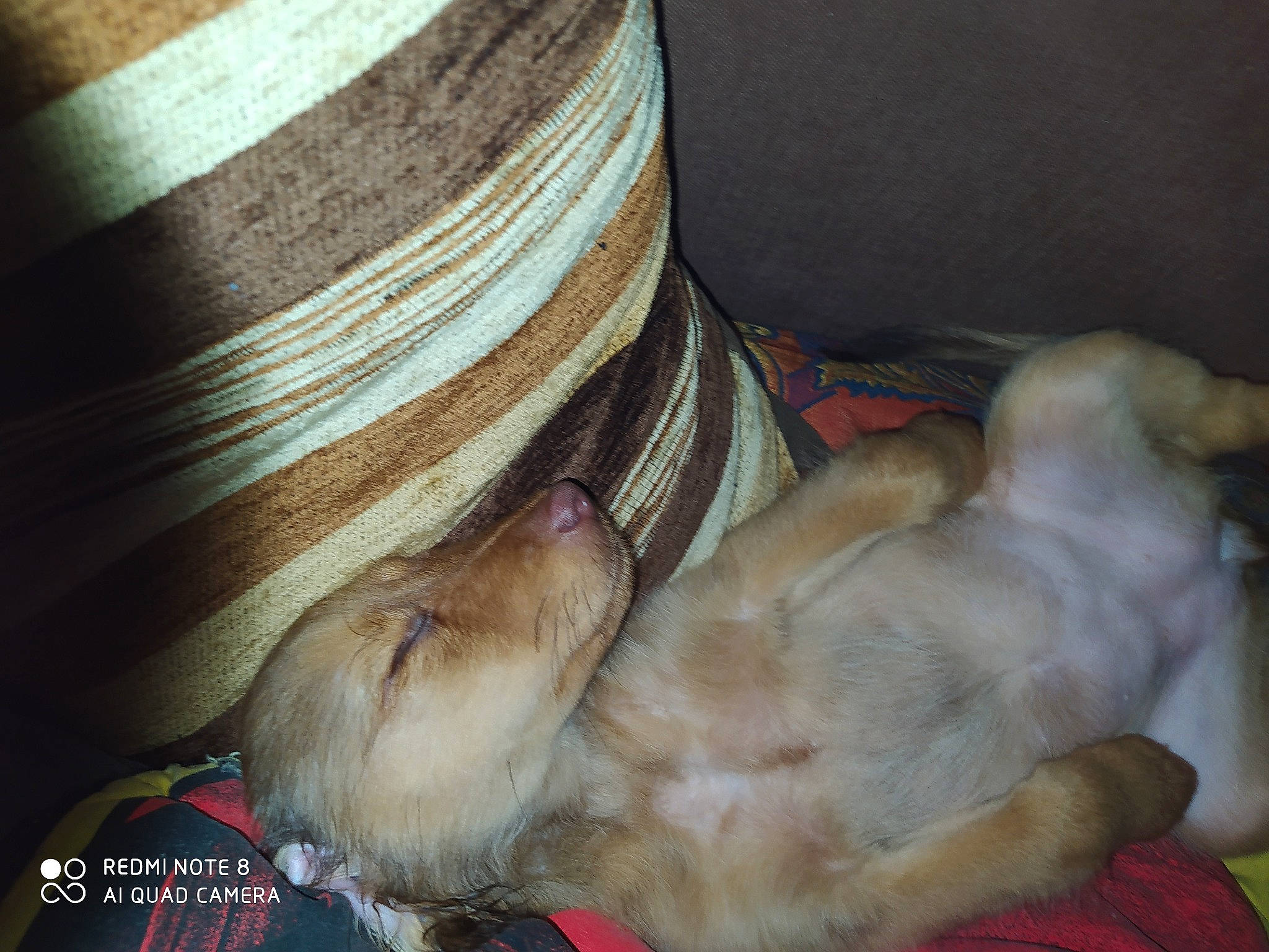 Sarah participe au concours pour gagner de l'argent avec cette photo : canidae, carnivore, fawn, puppy, sporting_group