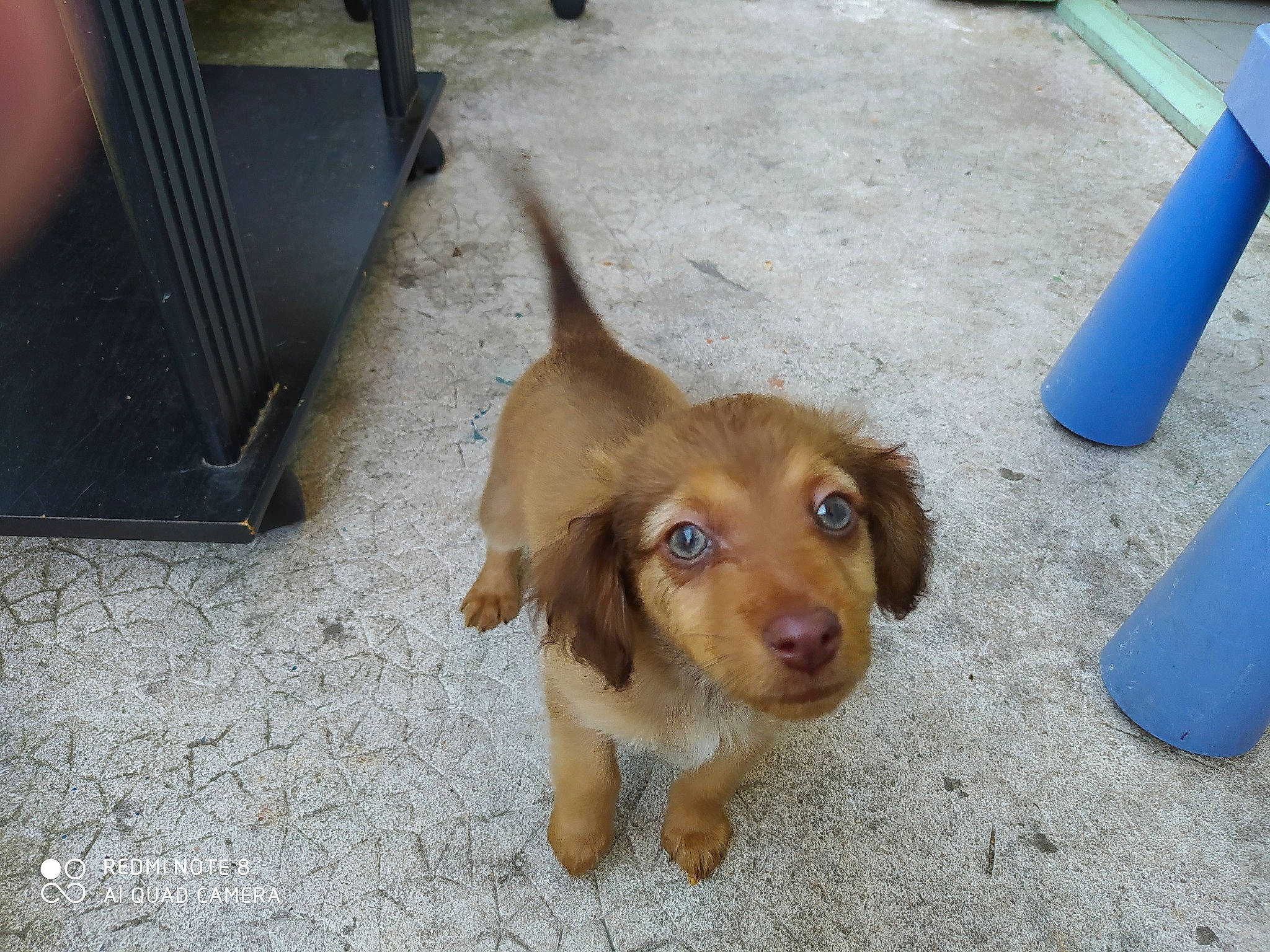 Sarah participe au concours pour gagner de l'argent avec cette photo : canidae, carnivore, companion_dog, dachshund, dog, dog_breed, fawn, liver, mammal, puppy, snout, sporting_group, vertebrate