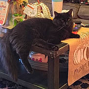 Ozzy joined the competition — help win amazing prizes! black_cat, cat, furniture, coffee_table, table_runner, pumpkin, autumn, decoration, living_room, sofa, remote_control, jar, flower_arrangement, rug, cozy, indoor, relaxed, pet, fluffy, home_decor