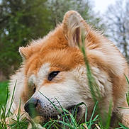 Kiba a rejoint le concours — aidez-le/la à gagner de superbes lots ! akita, akita_inu, ancient_dog_breeds, canadian_eskimo_dog, canidae, carnivore, companion_dog, dingo, dog, dog_breed, eurasier, grass, hokkaido, icelandic_sheepdog, mammal, non_sporting_group, shiba_inu, spitz, vertebrate, wildlife
