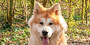 Kiba participe au concours pour gagner de l'argent avec cette photo : akita, akita_inu, ancient_dog_breeds, canadian_eskimo_dog, canidae, carnivore, dog, dog_breed, eurasier, finnish_lapphund, finnish_spitz, greenland_dog, icelandic_sheepdog, mammal, rare_breed_dog, siberian_husky, spitz, sporting_group, vertebrate, wildlife