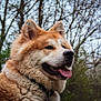 Kiba participe au concours pour gagner de l'argent avec cette photo : akita, akita_inu, ancient_dog_breeds, canadian_eskimo_dog, canidae, carnivore, dog, dog_breed, eurasier, greenland_dog, hokkaido, icelandic_sheepdog, mammal, norwegian_buhund, rare_breed_dog, shikoku, snout, sporting_group, vertebrate, wildlife