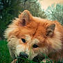 Kiba a rejoint le concours — aidez-le/la à gagner de superbes lots ! akita, canidae, carnivore, chow_chow, companion_dog, dog, dog_breed, eurasier, finnish_spitz, german_spitz, german_spitz_klein, german_spitz_mittel, grass, icelandic_sheepdog, mammal, non_sporting_group, pomeranian, snout, spitz, vertebrate