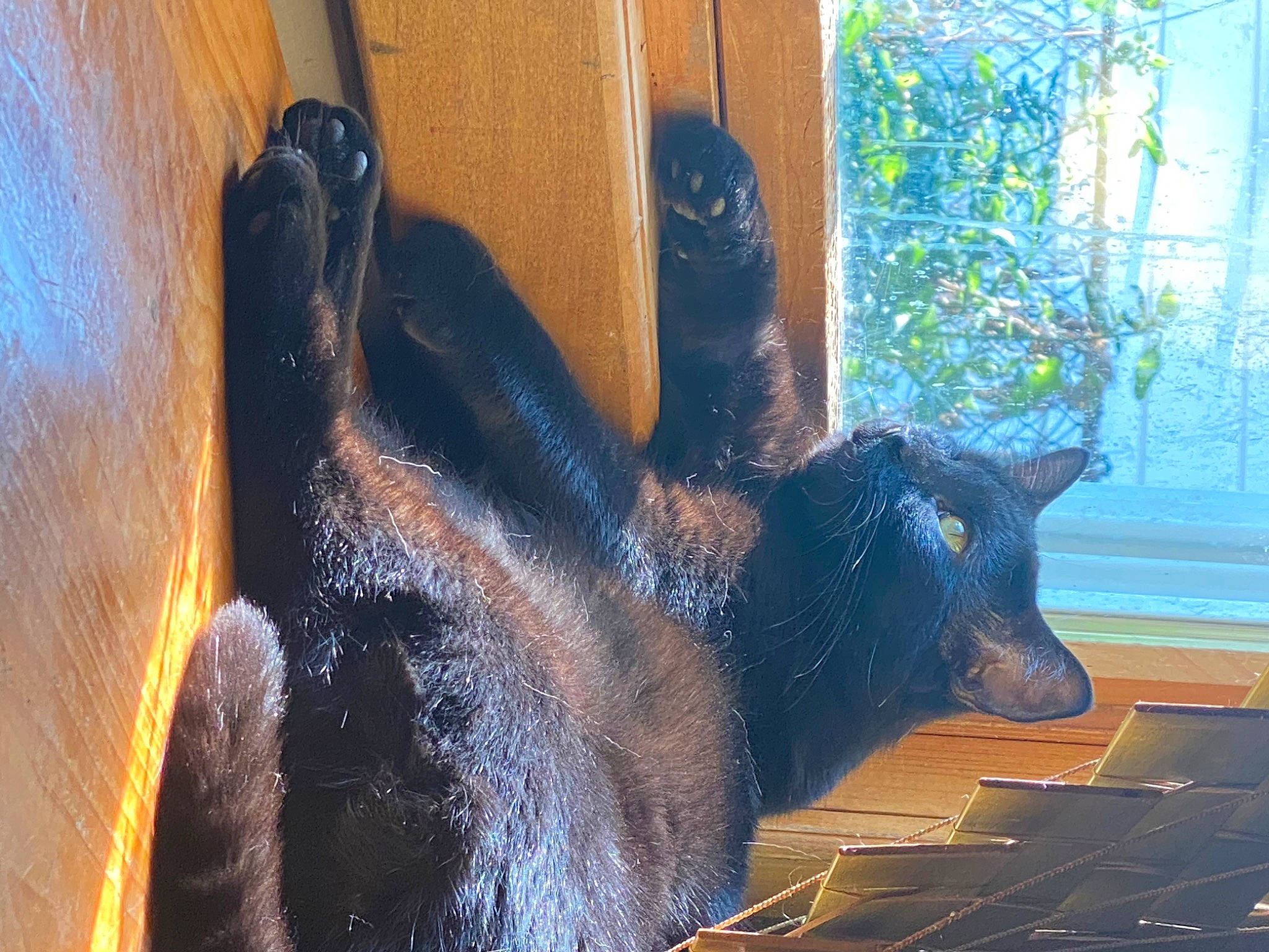 Uno is registered to the contest to win money with this photo: american_black_bear, domestic_short_haired_cat, electric_blue, fawn, felidae, fur, goat, guard_dog, metal, plant, small_to_medium_sized_cats, snout, tail, terrestrial_animal, visual_arts, wildlife, window, wood, working_animal