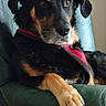 dog, black_dog, tan_dog, leather_chair, green_chair, pet, indoor, relaxed, paw, fur, canine, mammal, domestic_animal, red_harness, seated, animal_portrait, looking_away, calm, household, companion