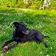 Mia a rejoint le concours — aidez-le/la à gagner de superbes lots ! dog, black_dog, grass, flowers, outdoor, pet, animal, nature, playful, chewing, relaxed, sunlight, greenery, canine, summer, daylight, tongue, paws, lying_down, garden