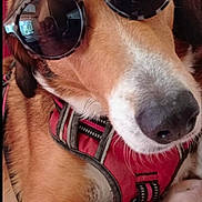 Princesse a rejoint le concours — aidez-le/la à gagner de superbes lots ! dog, sunglasses, red_harness, pet, indoor, canine, close_up, resting, brown_fur, white_fur, snout, paw, relaxed, accessory, portrait, animal, cute, domestic_animal, laying, fashion