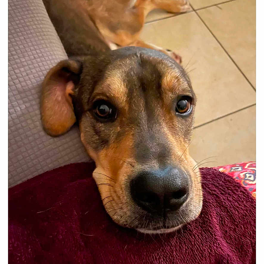 Babydou participe au concours pour gagner de l'argent avec cette photo : dog, pet, indoor, floor, tile, blanket, couch, resting, close_up, cute, animal, canine, fur, nose, ears, eyes, snout, relaxed, portrait, companion