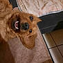 dog, brown_dog, pet, lying_down, playful, happy, teeth, indoor, blanket, floor_tiles, fur, canine, smiling_dog, close_up, cute, domestic_animal, animal_face, relaxed, ear, nostrils