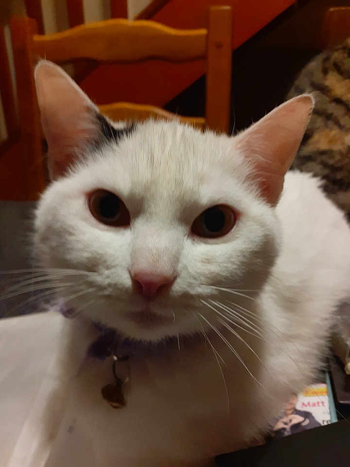 Boubouille