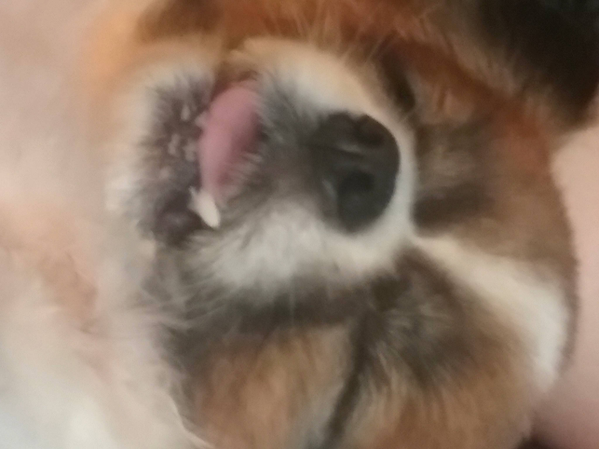 Bullet joined the competition — help win amazing prizes! canidae, carnivore, close_up, companion_dog, dog, dog_breed, ear, eye, fur, mammal, non_sporting_group, nose, pomeranian, puppy, snout, spitz, sporting_group, tibetan_spaniel, vertebrate, whiskers