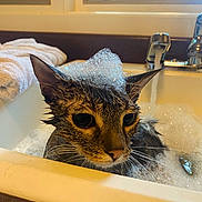 Frankie is registered to the contest to win money with this photo: cat, wet_cat, bath, bubble_bath, bathtub, foam, soap_bubbles, faucet, bathroom, towel, window, indoor, pet, feline, whiskers, ears, eyes, portrait, grooming, funny